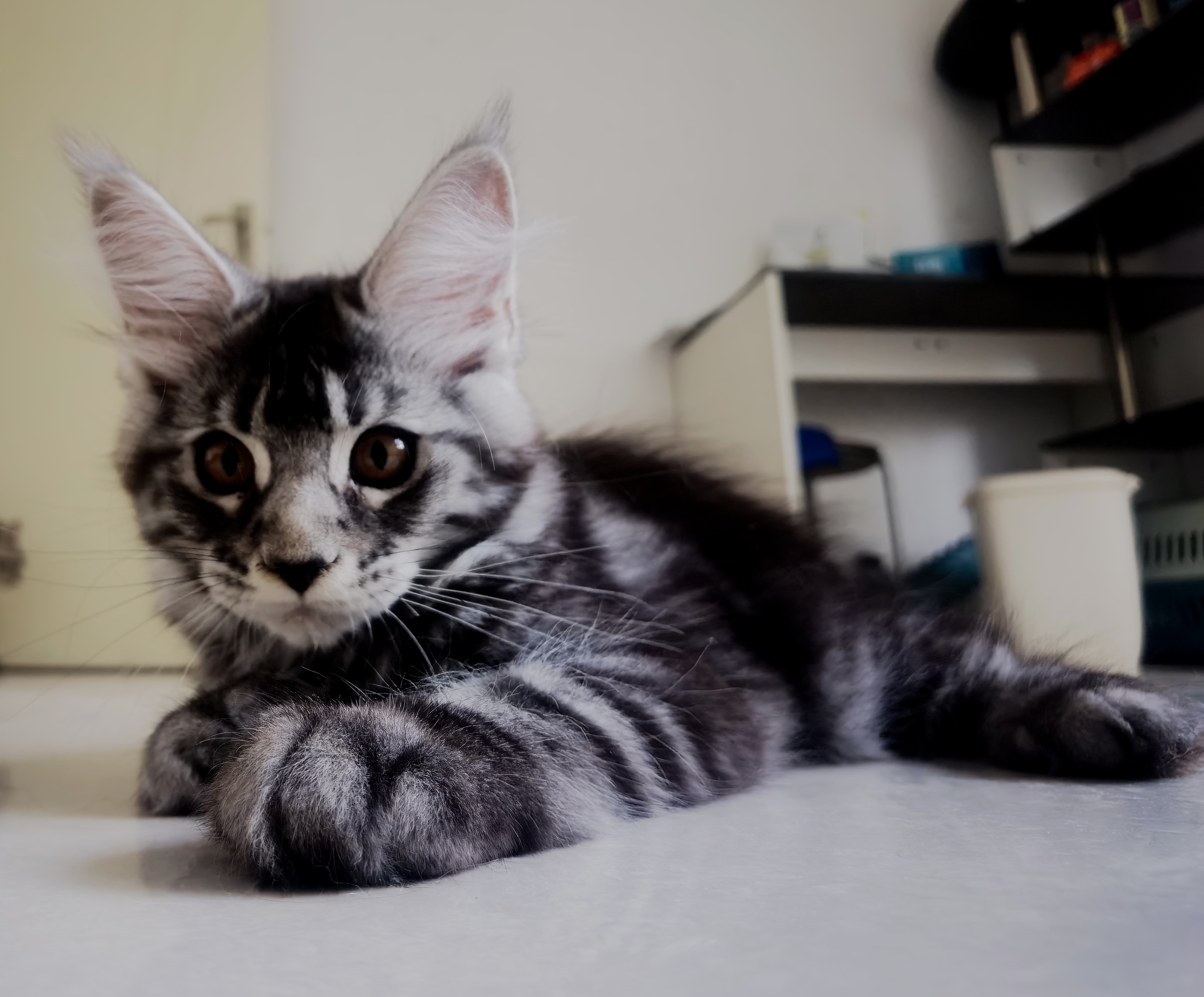 银虎缅因猫
